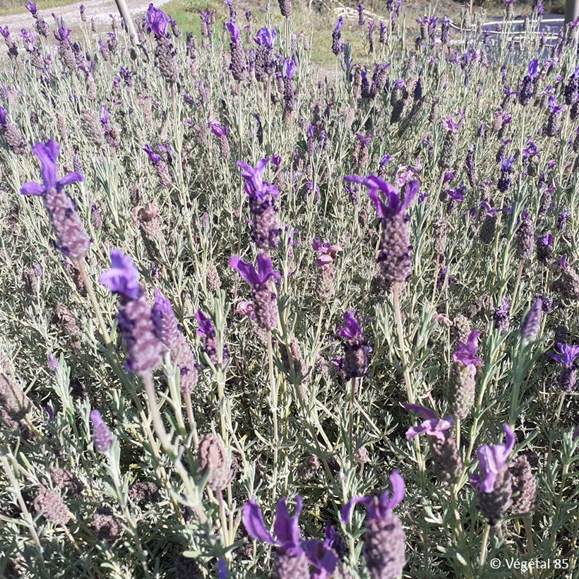 Lavandula stoechas Madrid Purple - French Lavender (Plant habit)