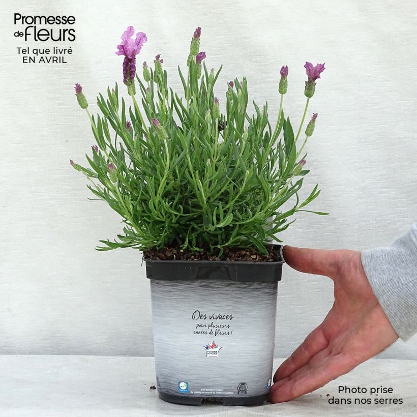 Lavandula stoechas The Princess - French Lavender sample as delivered in spring