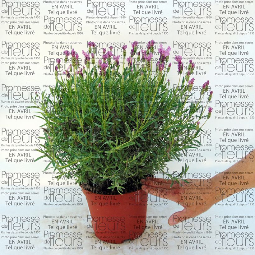 Example of Lavandula stoechas The Princess - French Lavender specimen as delivered