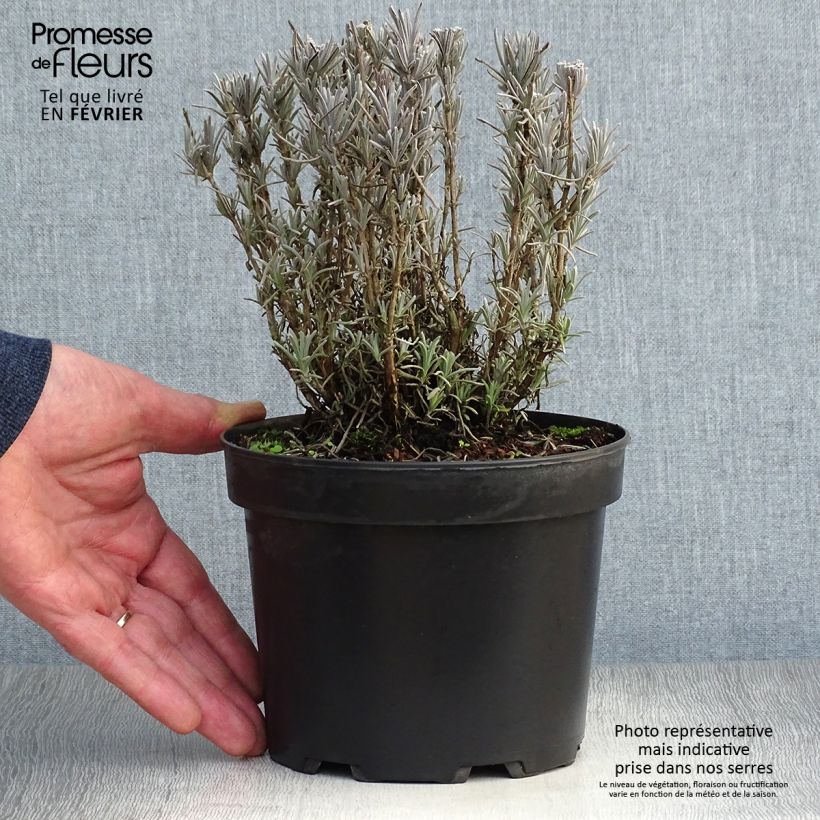 Lavande vraie - Lavandula angustifolia Alba en pot de 2/3 litres sample as delivered in winter