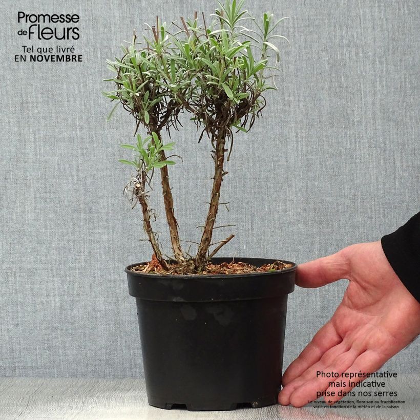 Lavandula intermedia Grappenhall - Lavandin 2L/3L pot sample as delivered in autumn