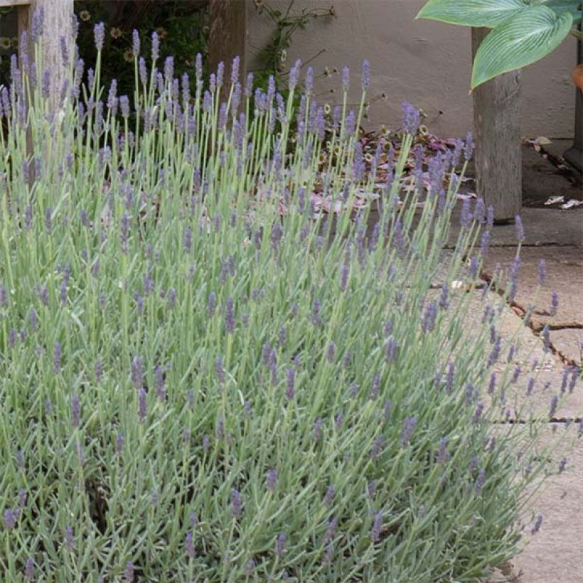 Lavandula x chaytorae Richard Gray - Hybrid Lavender (Flowering)