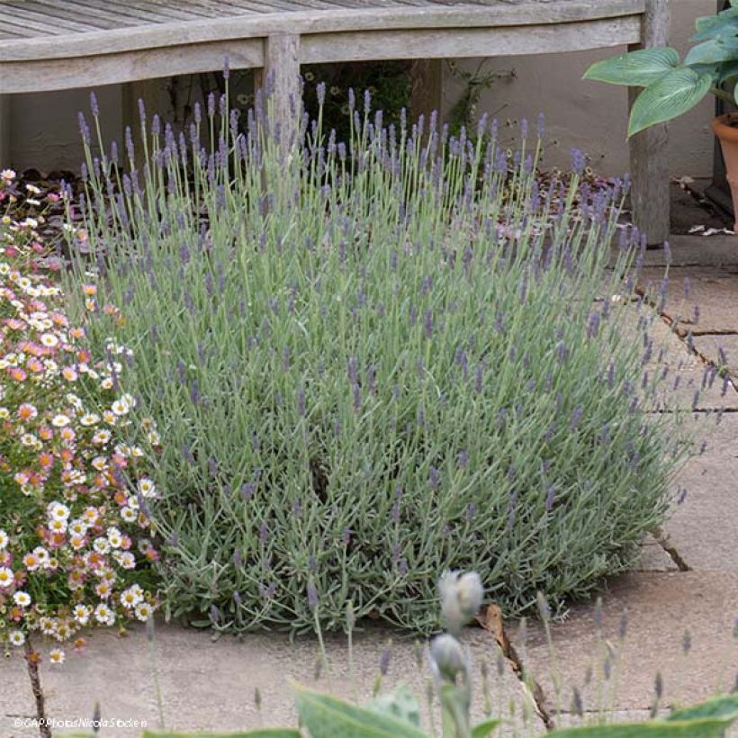 Lavandula x chaytorae Richard Gray - Hybrid Lavender (Plant habit)