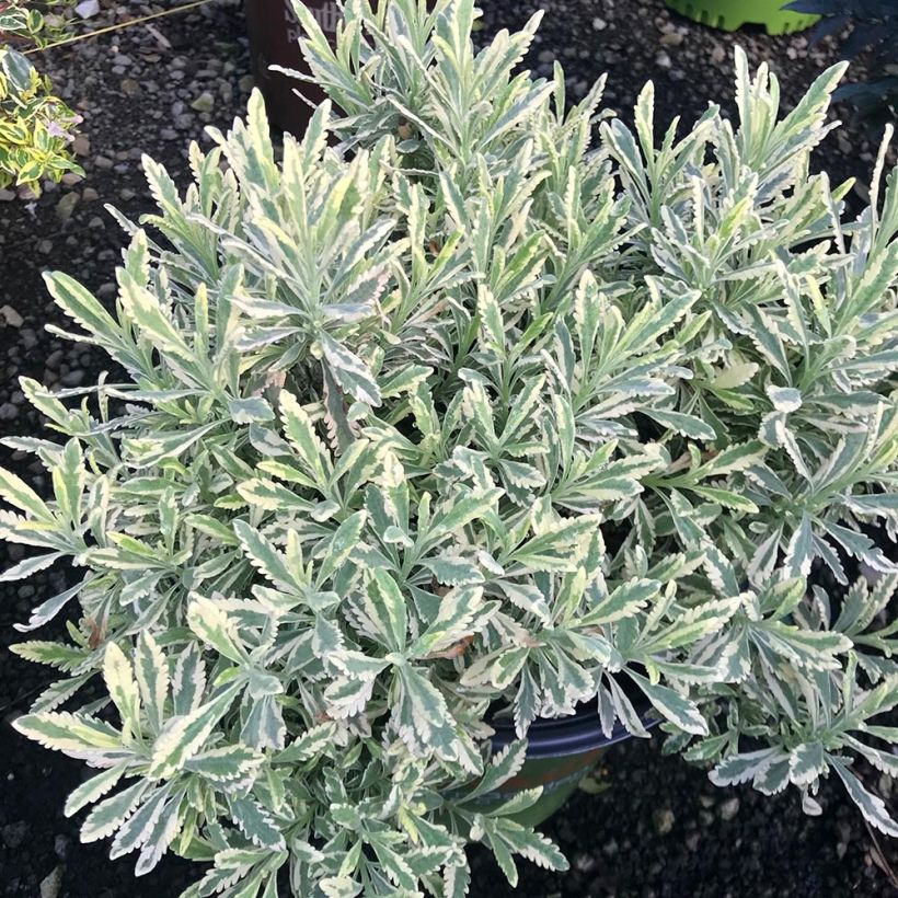 Lavandula allardii Meerlo - Lavender (Plant habit)