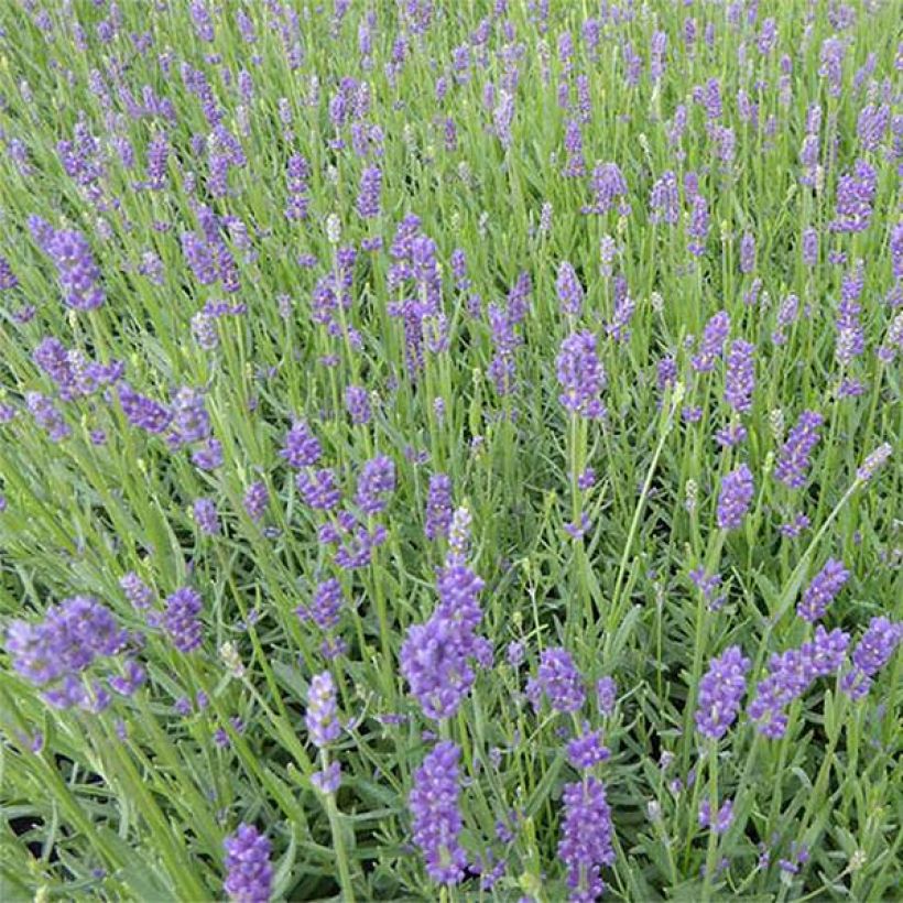Lavandula angustifolia Essence Purple - True Lavender (Flowering)