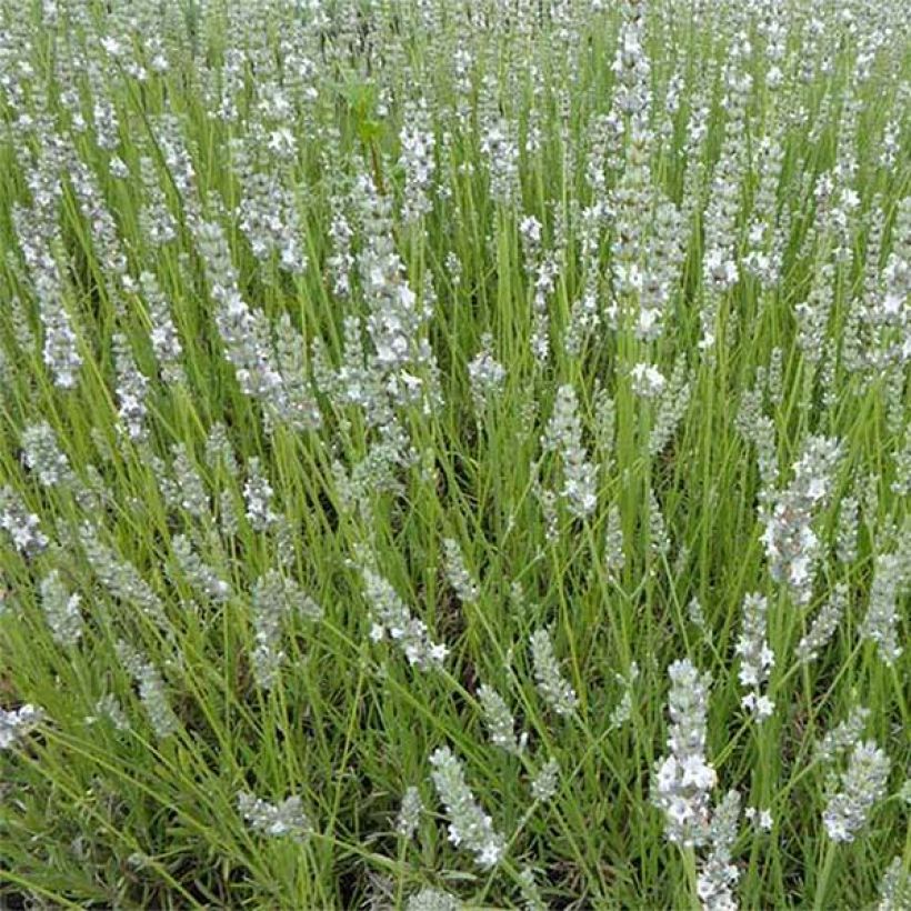 Lavandula angustifolia Silbermowe - True Lavender (Flowering)