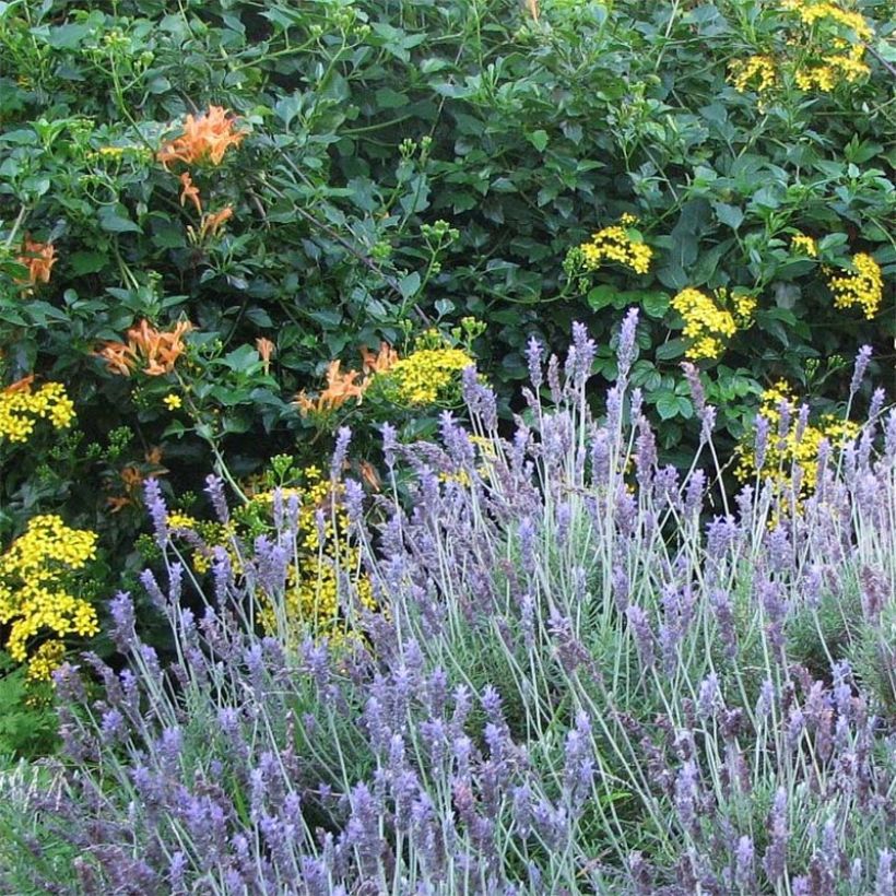 Lavandula dentata - Lavender (Plant habit)