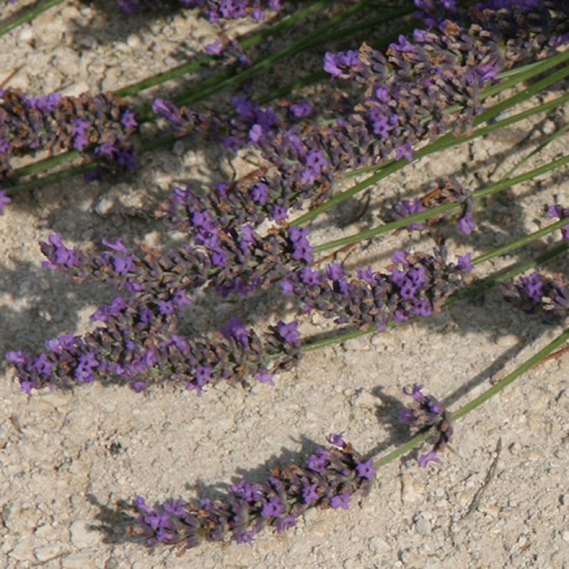 Lavandula intermedia Grosso - Lavandin (Flowering)