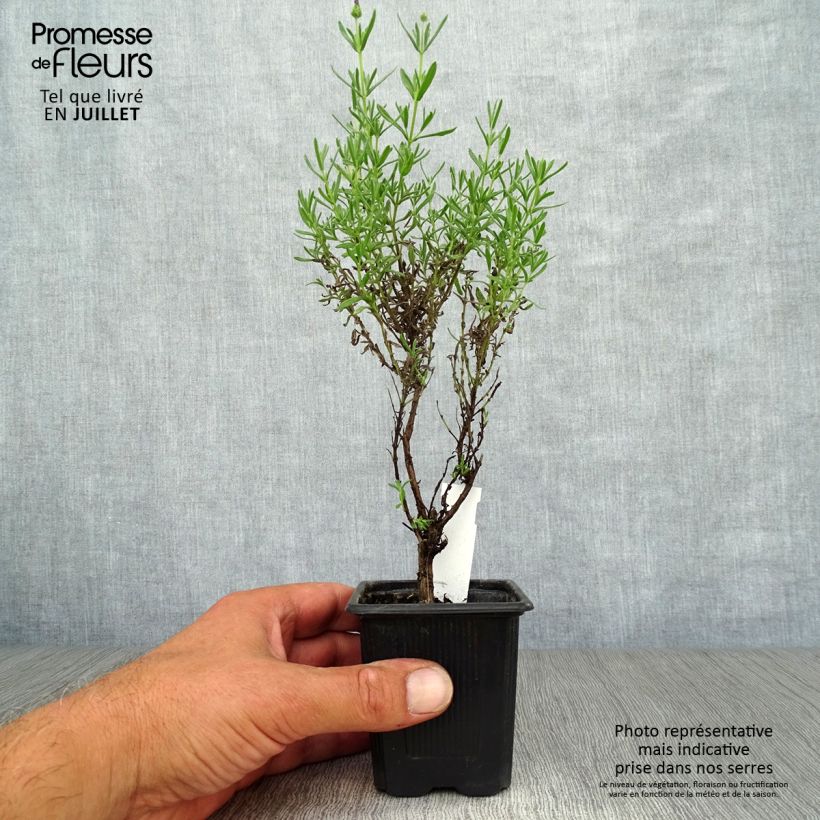 Lavandula stoechas Magical Posy Purple - French Lavender 8/9 cm pot sample as delivered in summer