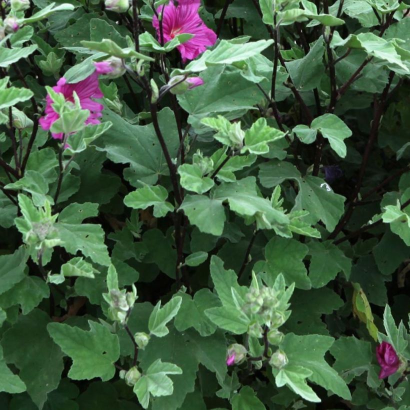 Lavatera Red Rum - Tree Mallow (Foliage)