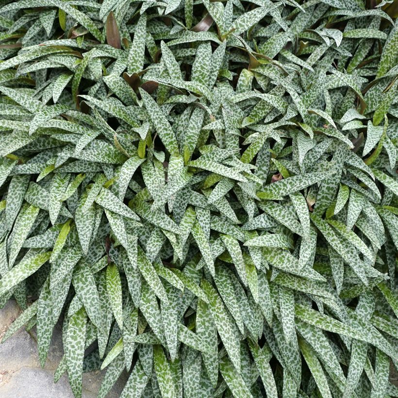 Ledebouria socialis - Silver squill (Foliage)