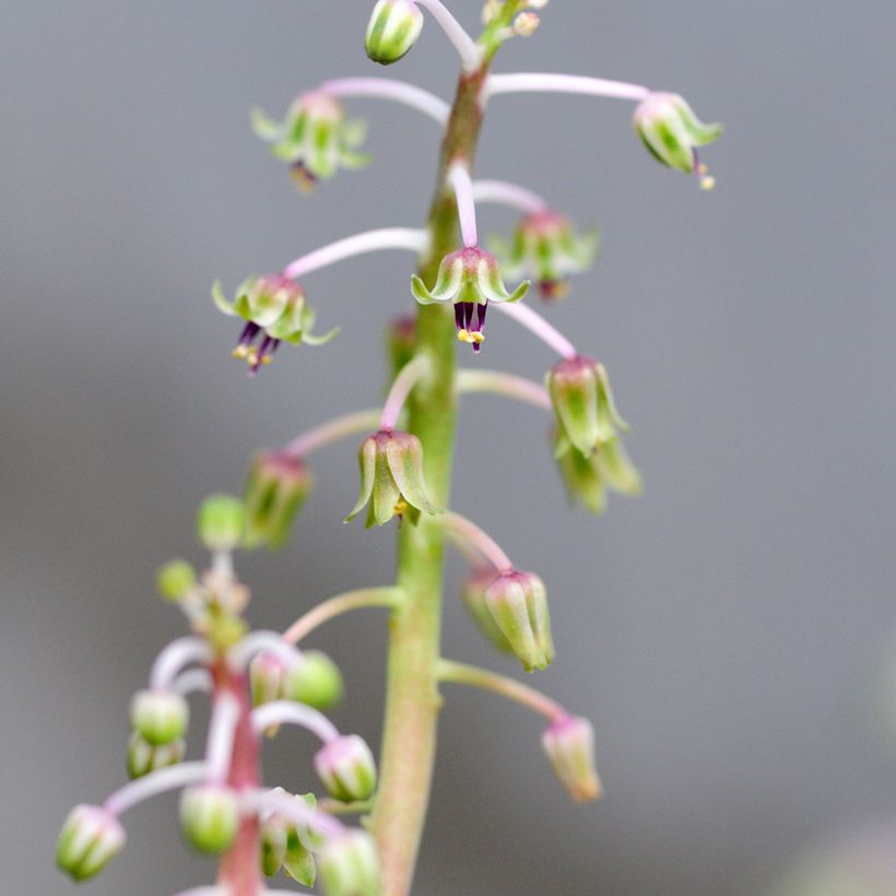 Ledebouria socialis - Silver squill (Flowering)