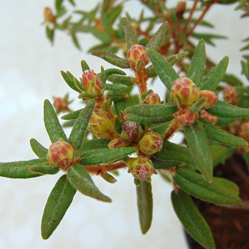 Rhododendron groenlandicum Helma (Foliage)