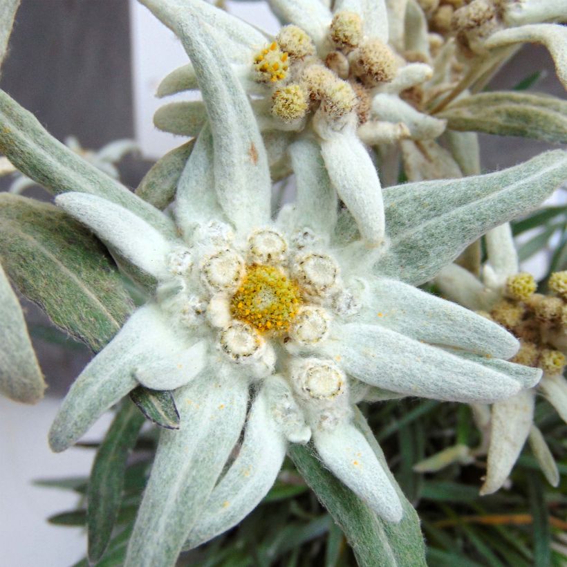 Leontopodium alpinum Blossom of Snow - Edelweiss (Flowering)