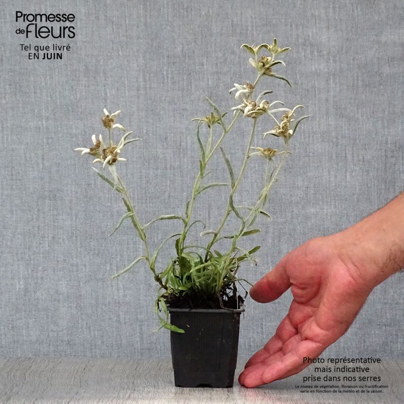 Leontopodium alpinum Blossom of Snow - Edelweiss des Alpes en godet de 9 cm sample as delivered in summer