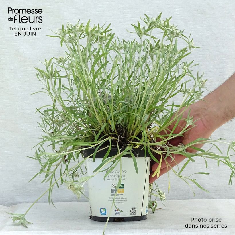 Leontopodium alpinum Blossom of Snow - Edelweiss des Alpes en pot de 2/3 litres sample as delivered in summer