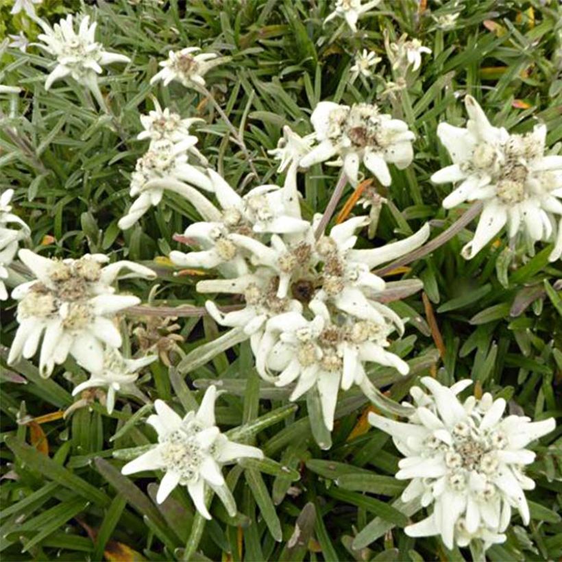 Leontopodium alpinum Mont Blanc - Edelweiss (Flowering)