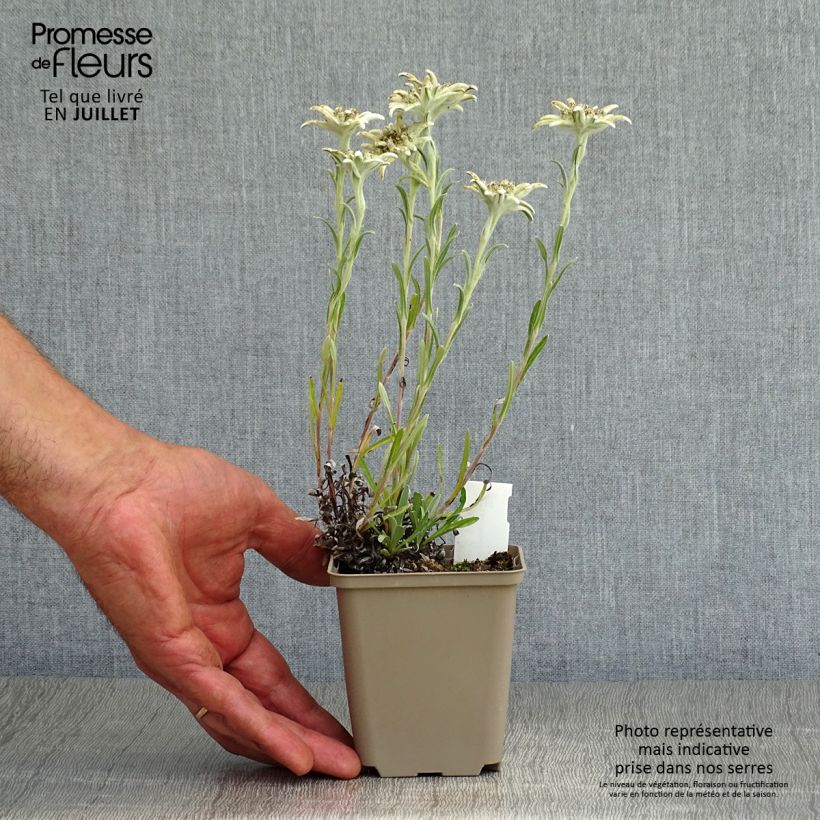 Leontopodium alpinum Mont Blanc - Edelweiss des Alpes Godet de 9cm sample as delivered in summer