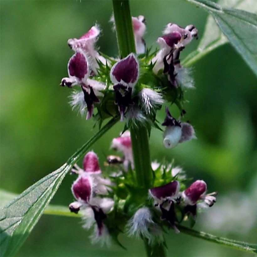 Leonurus cardiaca (Flowering)