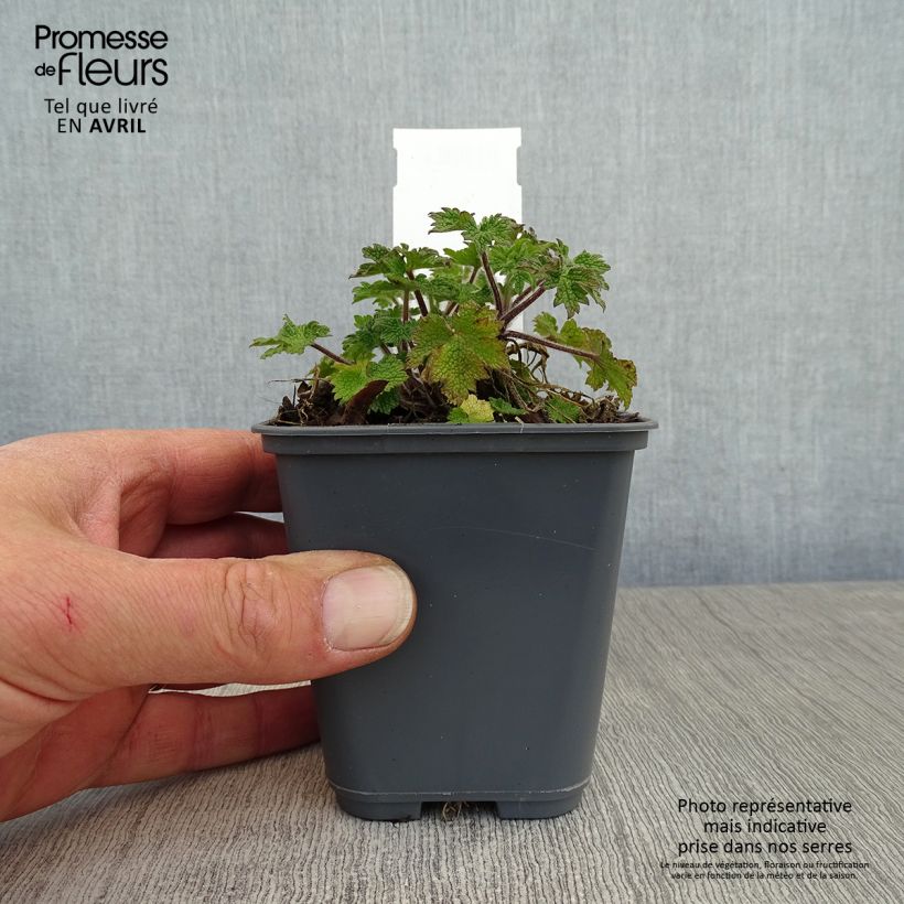 Leonurus cardiaca - Agripaume cardiaque Godet de 8/9 cm sample as delivered in spring