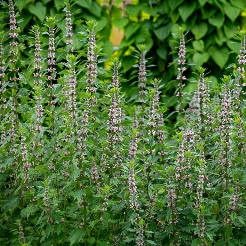 Leonurus cardiaca (Plant habit)