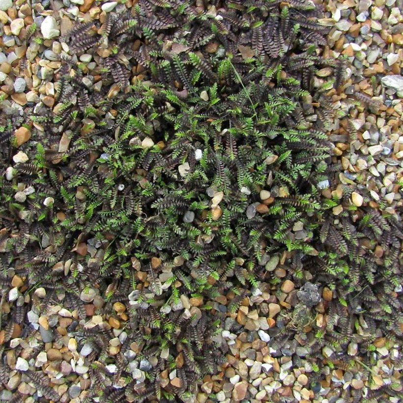 Bracteate Cotula - Leptinella squalida (Plant habit)