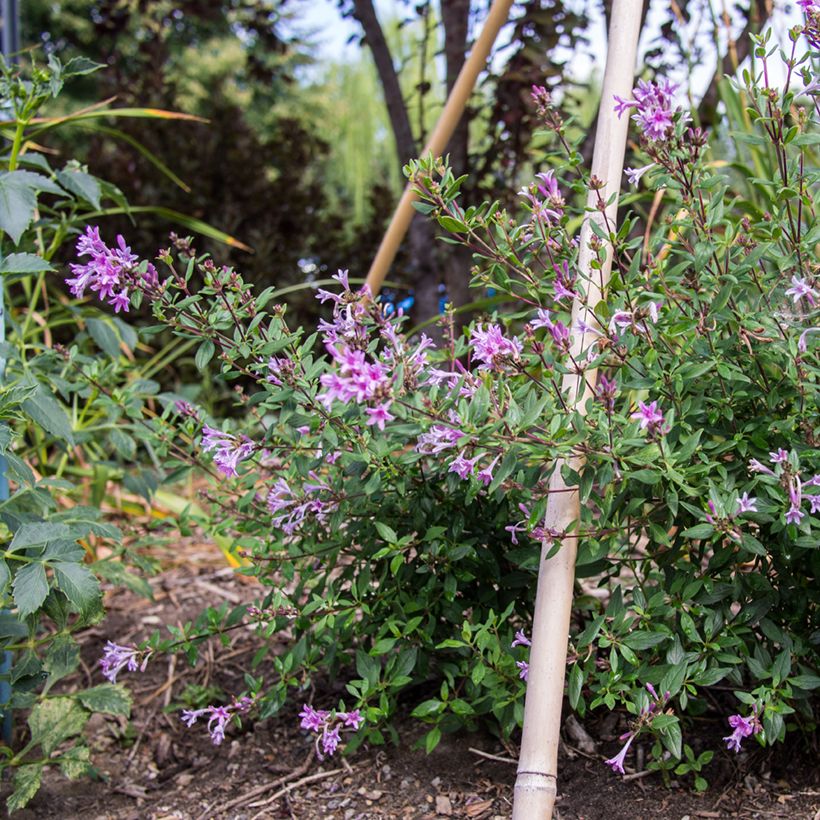 Leptodermis oblonga Summer Stars (Plant habit)