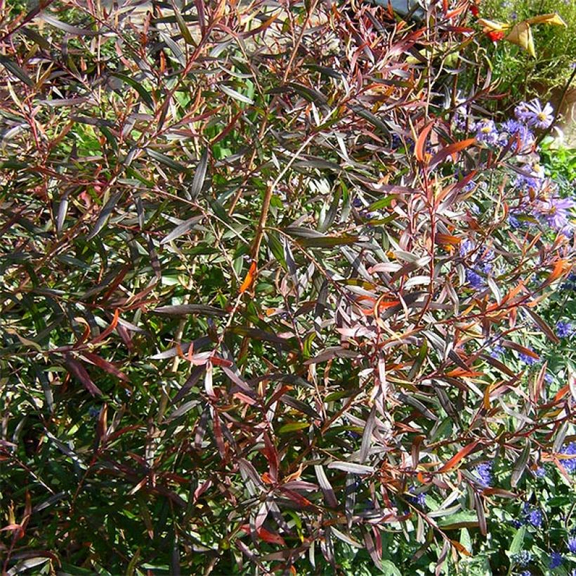 Leptospermum macrocarpum Copper Sheen - Tea-tree (Foliage)
