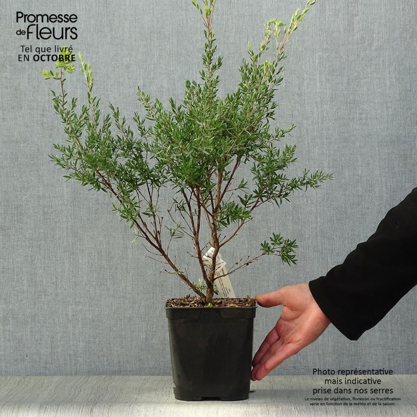 Leptospermum Karo Pearl Star - Arbre à thé Pot de 2L/3L sample as delivered in autumn