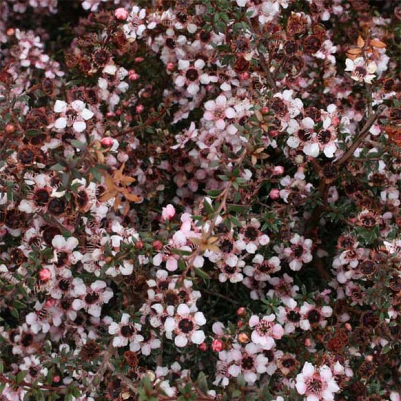 Leptospermum scoparium Nanum Tui - Tea-tree (Flowering)