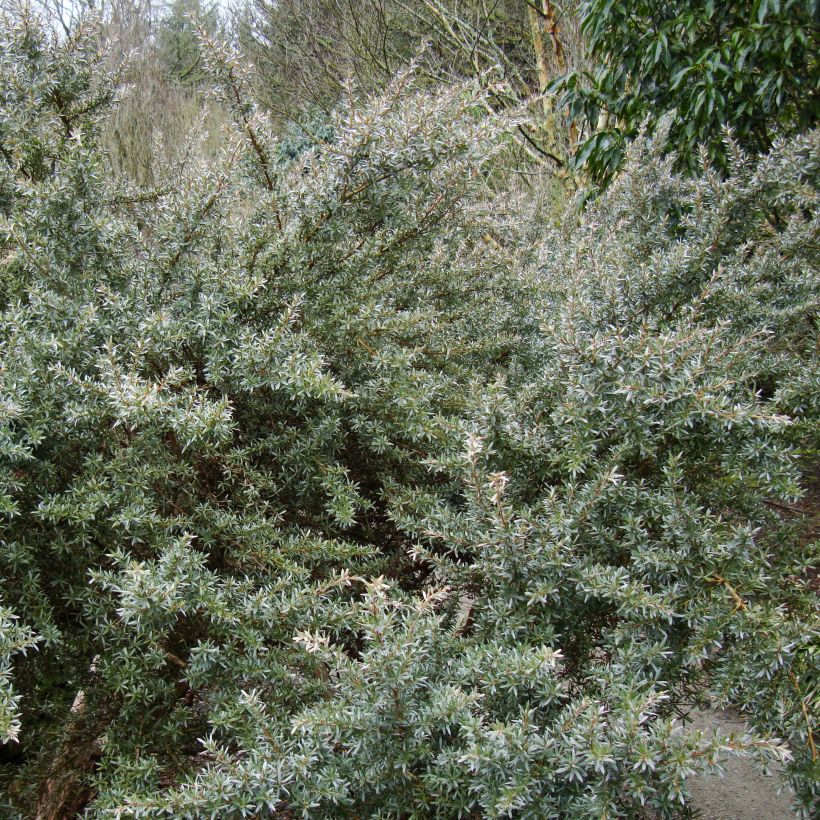 Leptospermum lanigerum Silver Sheen - Woolly Tea-tree (Plant habit)
