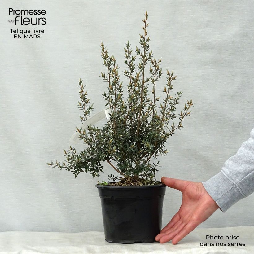 Leptospermum lanigerum Silver Sheen - Woolly Tea-tree 2L/3L potShipped height around 30/40cm sample as delivered in spring