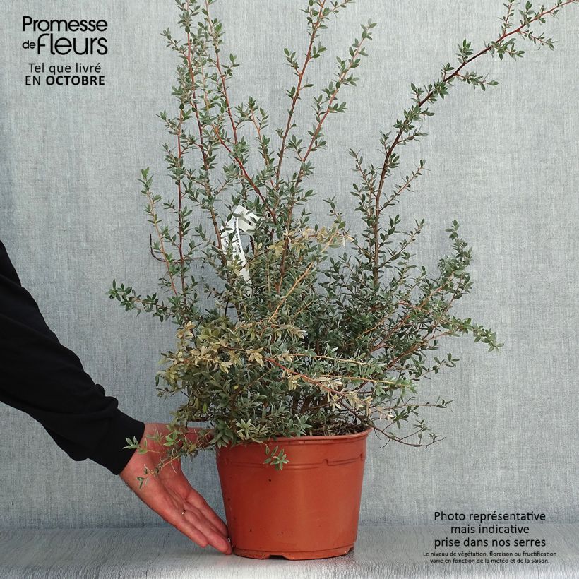 Leptospermum Silver Sheen - Arbre à thé laineux Pot de 2L/3L sample as delivered in autumn