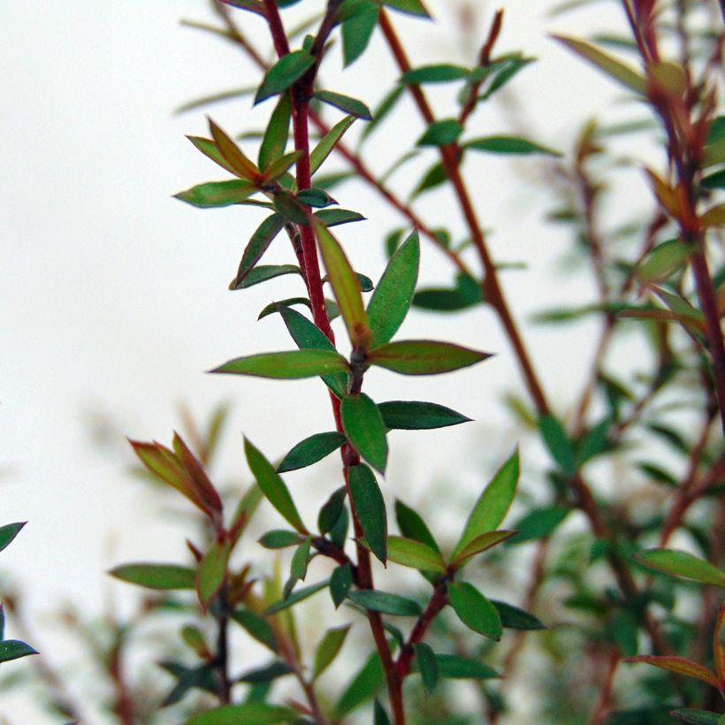 Leptospermum scoparium Wiri Kerry - Tea-tree (Foliage)