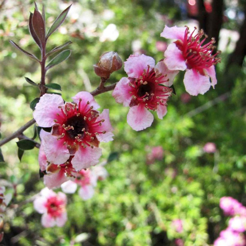 Leptospermum lanigerum Mesmer Eyes - Woolly Tea-tree (Flowering)