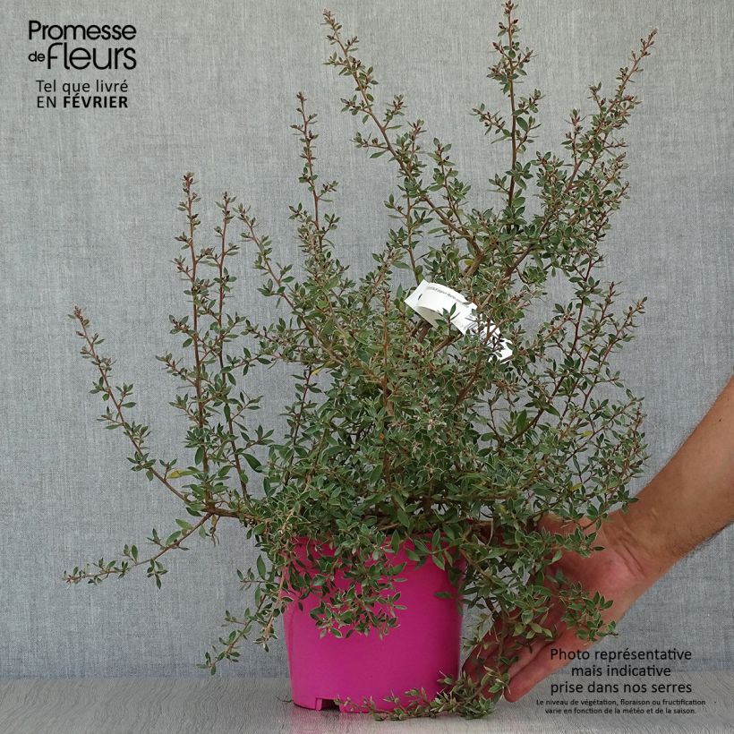 Leptospermum lanigerum Mesmer Eyes - Arbre à thé Pot de 3L sample as delivered in autumn