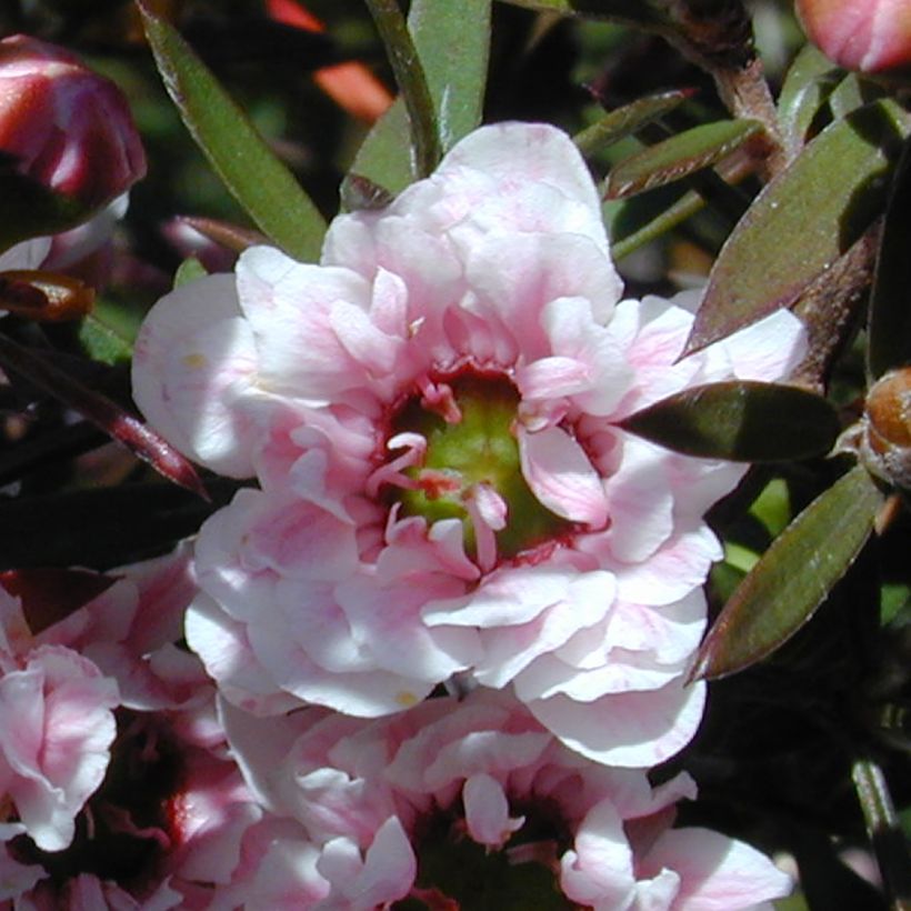 Leptospermum scoparium Apple blossom - Tea-tree (Flowering)