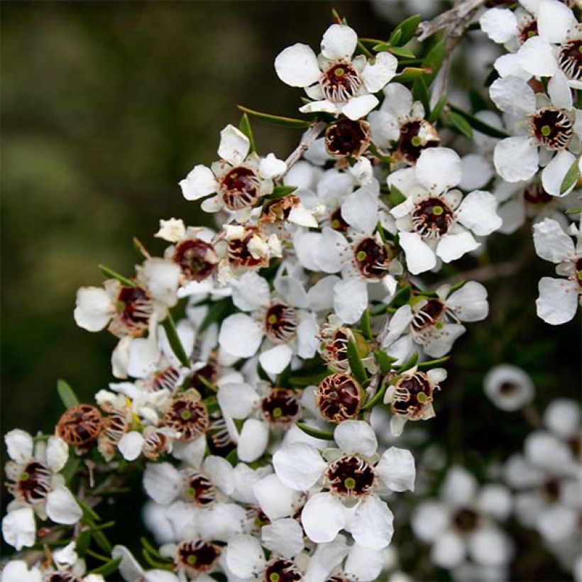 Leptospermum scoparium White - Tea-tree (Flowering)