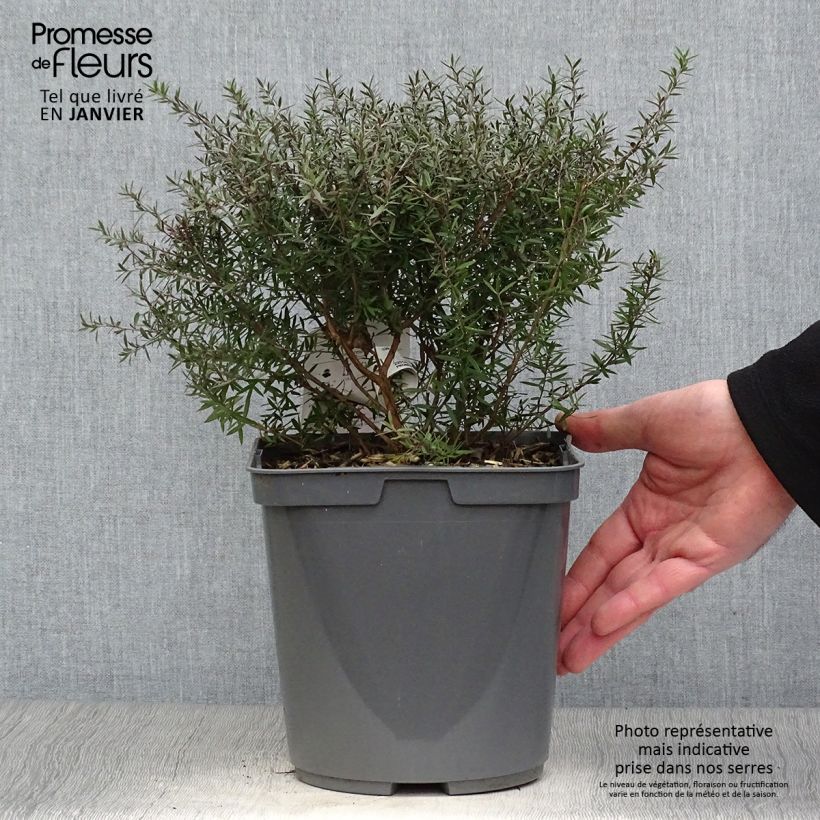 Leptospermum scoparium Crimson Glory - Arbre à thé de Nouvelle-Zélande Pot de 3L/4L sample as delivered in winter