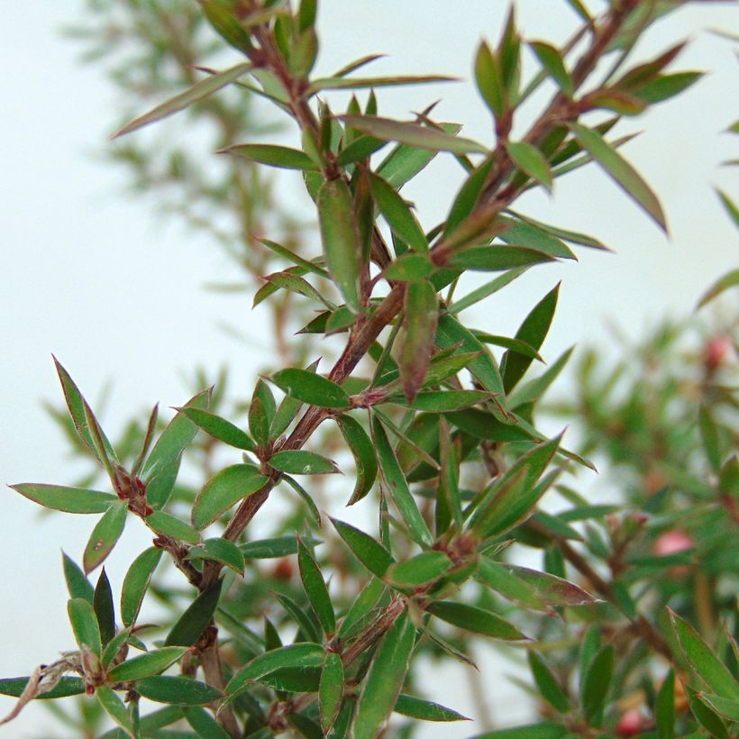 Leptospermum scoparium Jubilee - Tea-tree (Foliage)