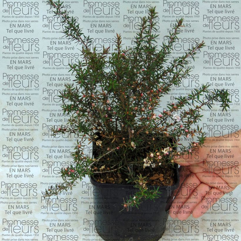 Example of Leptospermum scoparium Jubilee - Tea-tree specimen as delivered