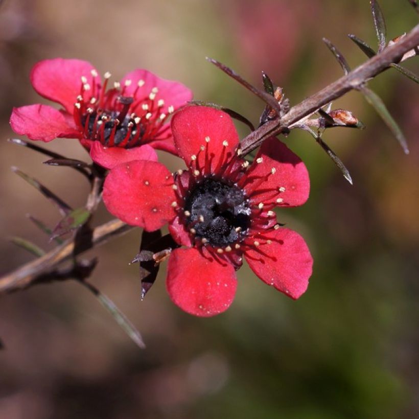 Leptospermum scoparium Nanum Kiwi - Tea-tree (Flowering)