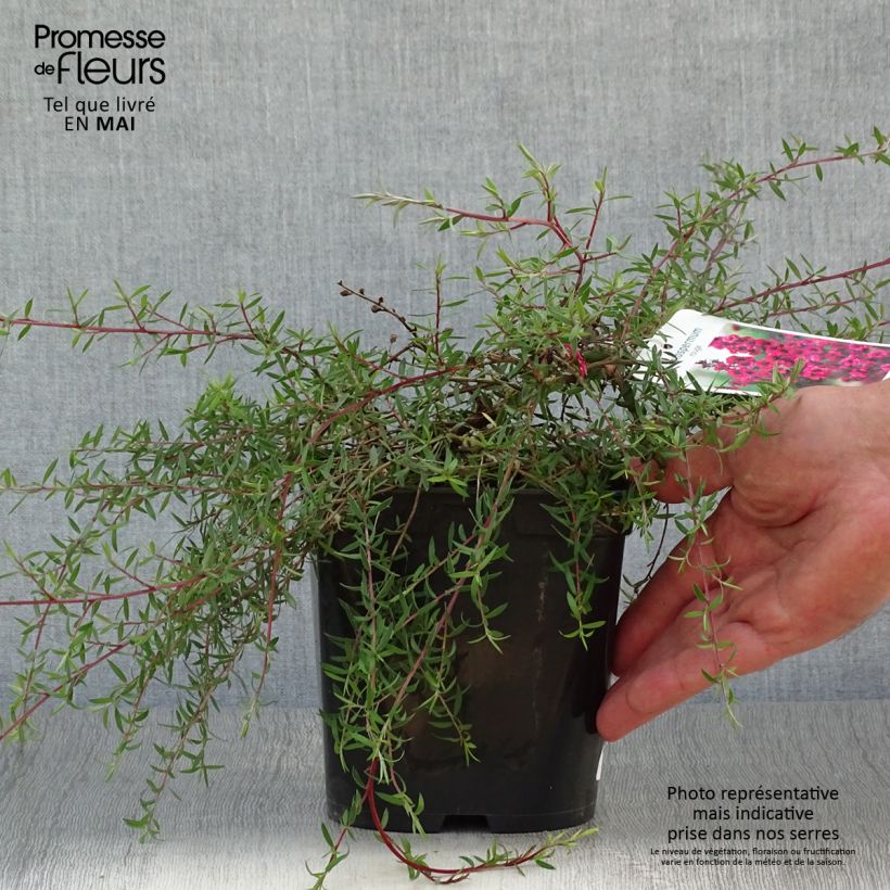 Leptospermum scoparium Red Falls - Tea-tree sample as delivered in spring