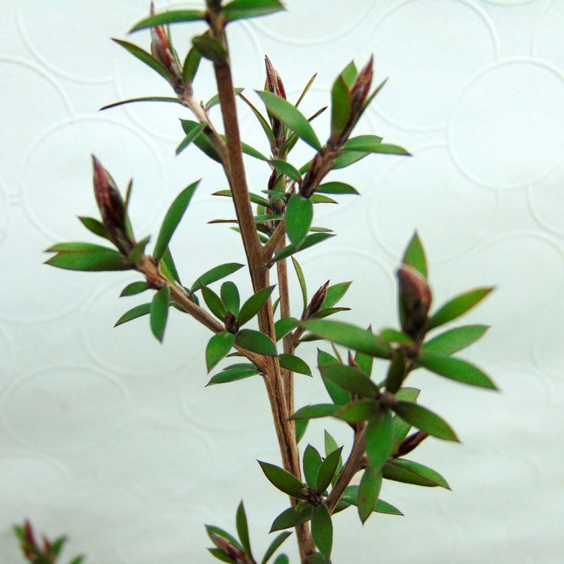 Leptospermum scoparium Red damask - Tea-tree (Foliage)