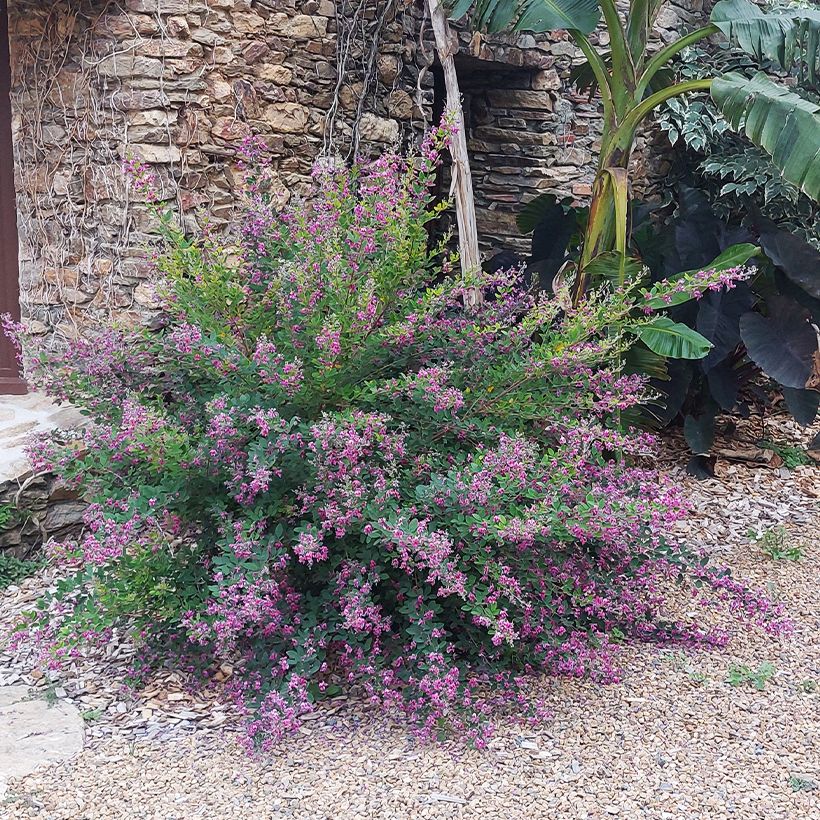 Lespedeza liukiuensis Little Volcano (Plant habit)