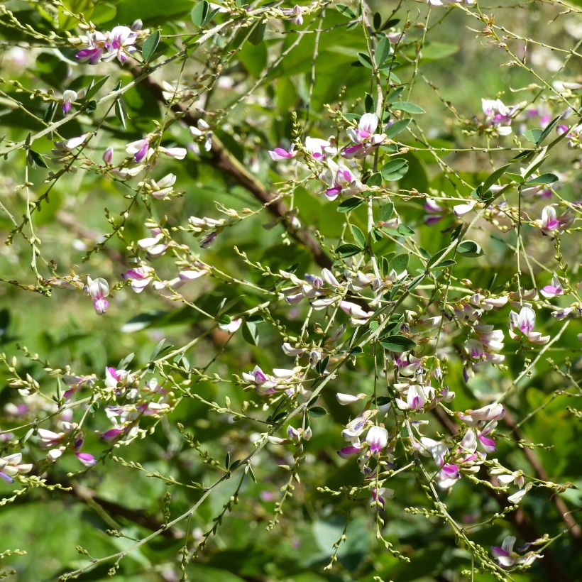 Lespedeza thunbergii Edo-Shibori (Flowering)