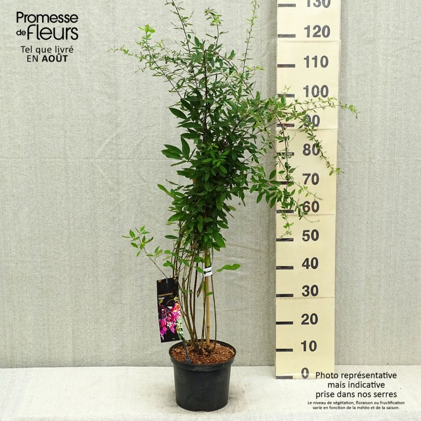 Lespedeza thunbergii Gibraltar - Trèfle en arbre - Pot de 2L/3L sample as delivered in summer