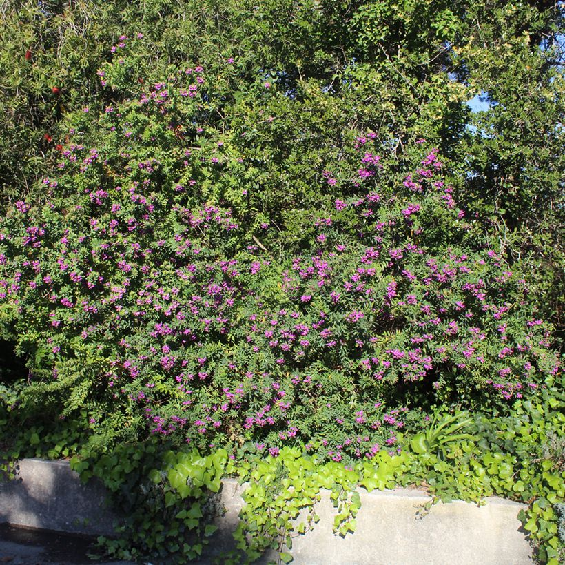 Lespedeza thunbergii (Plant habit)