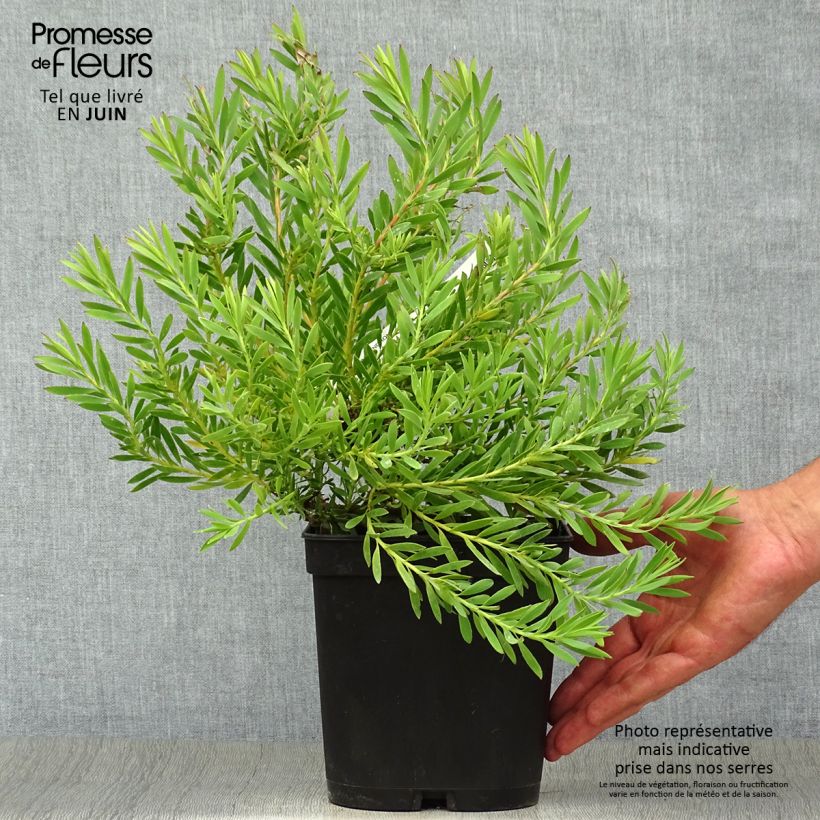 Leucadendron salignum Cheeky - Conebush 3L/4L potShipped height around 30/40cm sample as delivered in summer