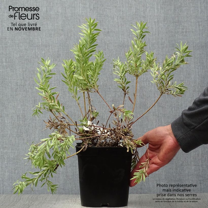 Leucadendron salignum Cheeky - Conebush 3L/4L pot sample as delivered in autumn